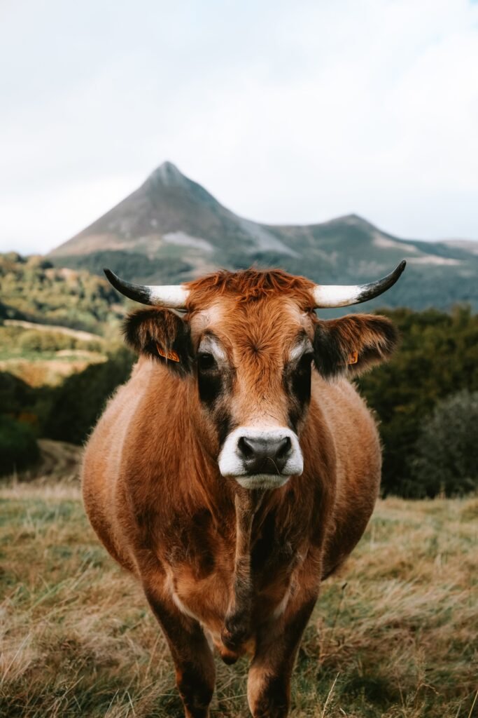 Stealth Learning in the Field: Practical Activities for Language Learners